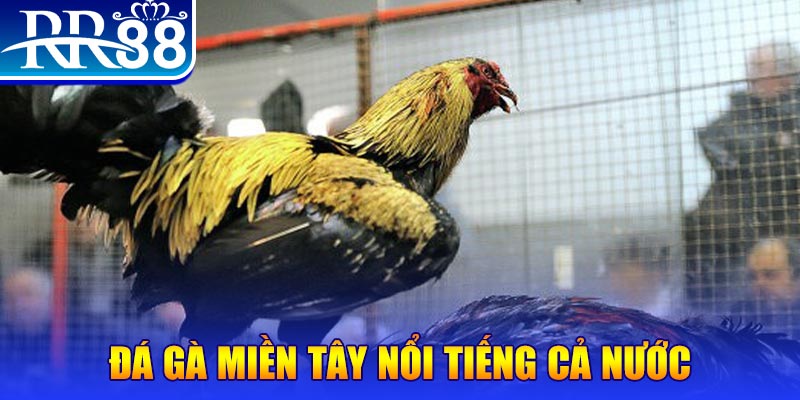 saowin đá gà 88